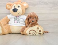 5 week old Mini Irish Doodle Puppy For Sale - Pilesgrove Pups