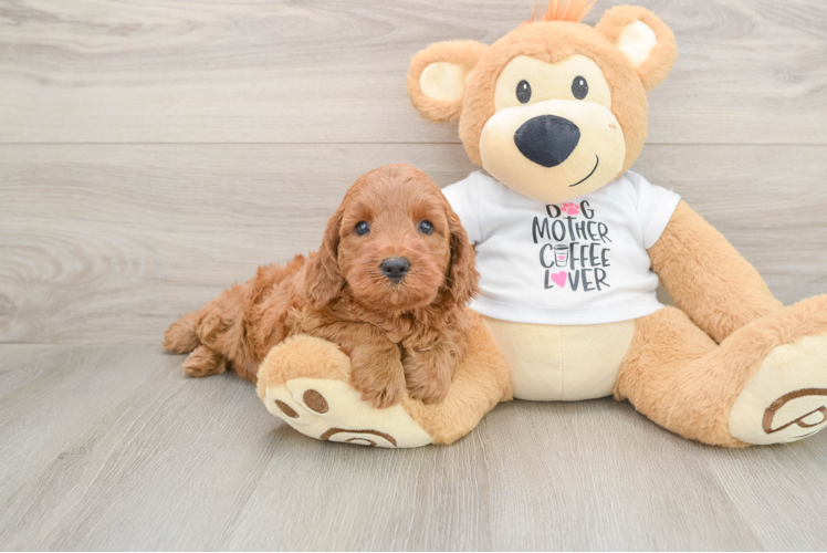 Friendly Mini Irish Doodle Baby