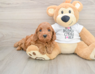 5 week old Mini Irish Doodle Puppy For Sale - Pilesgrove Pups