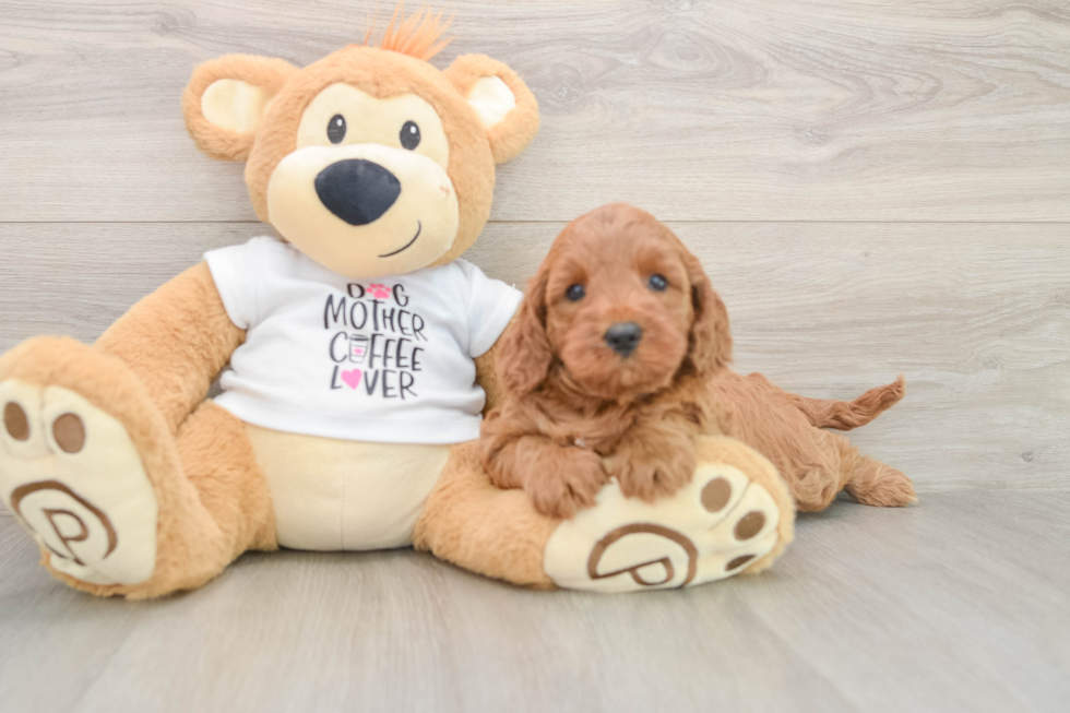 Happy Mini Irish Doodle Baby