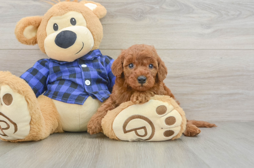 5 week old Mini Irish Doodle Puppy For Sale - Pilesgrove Pups