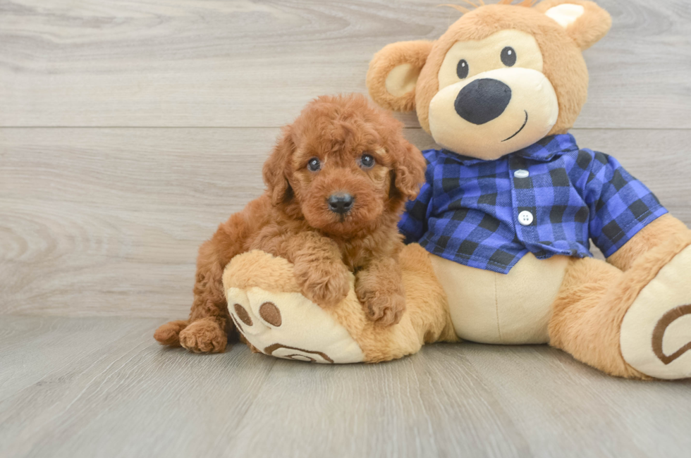 5 week old Mini Irish Doodle Puppy For Sale - Pilesgrove Pups