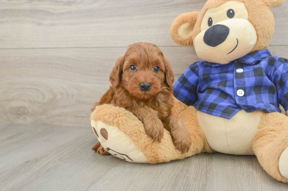 5 week old Mini Irish Doodle Puppy For Sale - Pilesgrove Pups