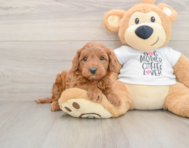 5 week old Mini Irish Doodle Puppy For Sale - Pilesgrove Pups