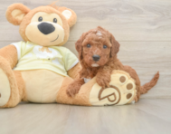 6 week old Mini Irish Doodle Puppy For Sale - Pilesgrove Pups