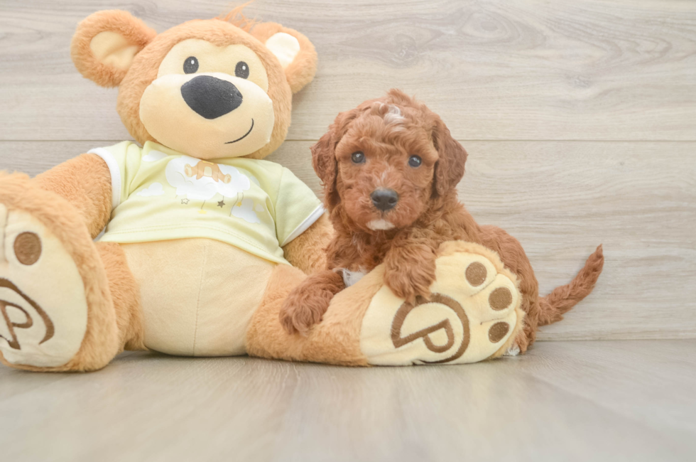 6 week old Mini Irish Doodle Puppy For Sale - Pilesgrove Pups