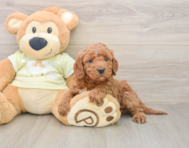 5 week old Mini Irish Doodle Puppy For Sale - Pilesgrove Pups