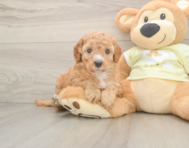 6 week old Mini Irish Doodle Puppy For Sale - Pilesgrove Pups