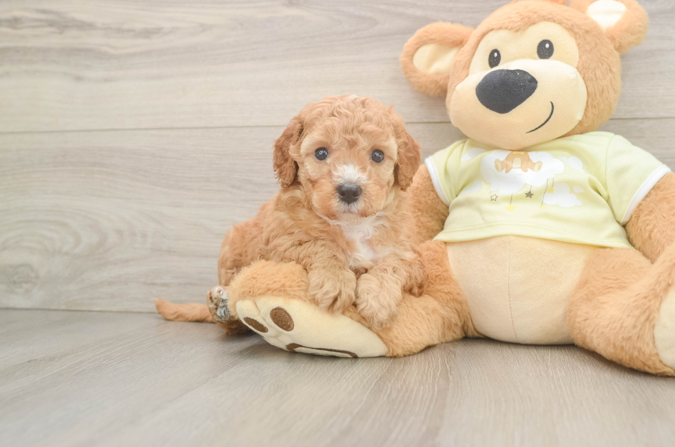 6 week old Mini Irish Doodle Puppy For Sale - Pilesgrove Pups
