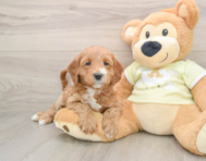 5 week old Mini Irish Doodle Puppy For Sale - Pilesgrove Pups