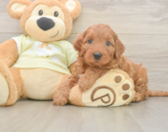 6 week old Mini Irish Doodle Puppy For Sale - Pilesgrove Pups