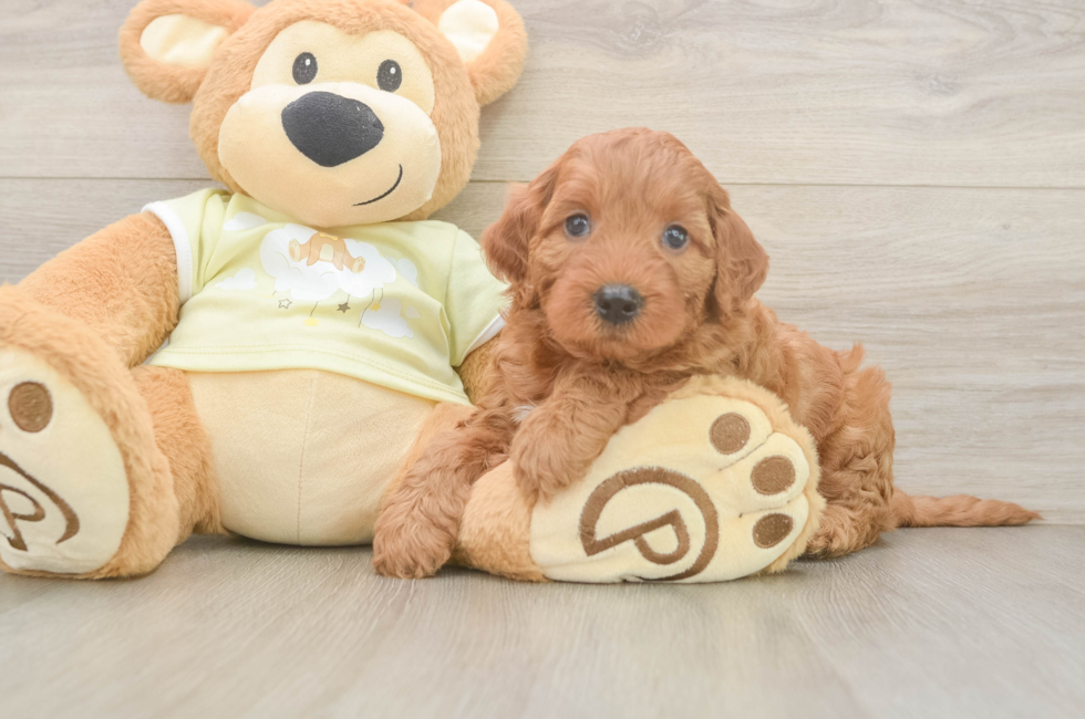6 week old Mini Irish Doodle Puppy For Sale - Pilesgrove Pups