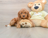 6 week old Mini Irish Doodle Puppy For Sale - Pilesgrove Pups