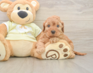 6 week old Mini Irish Doodle Puppy For Sale - Pilesgrove Pups