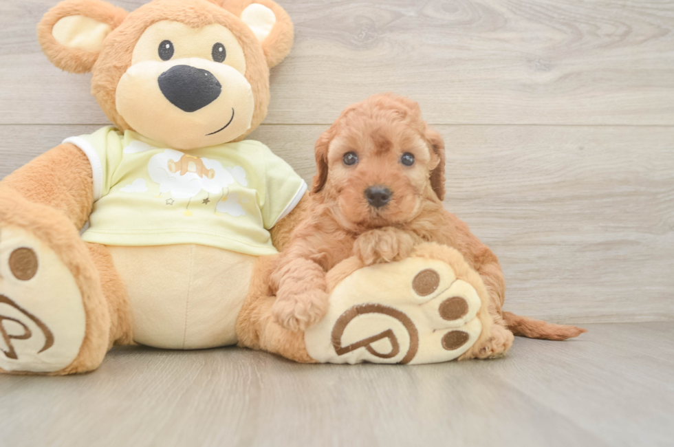 6 week old Mini Irish Doodle Puppy For Sale - Pilesgrove Pups