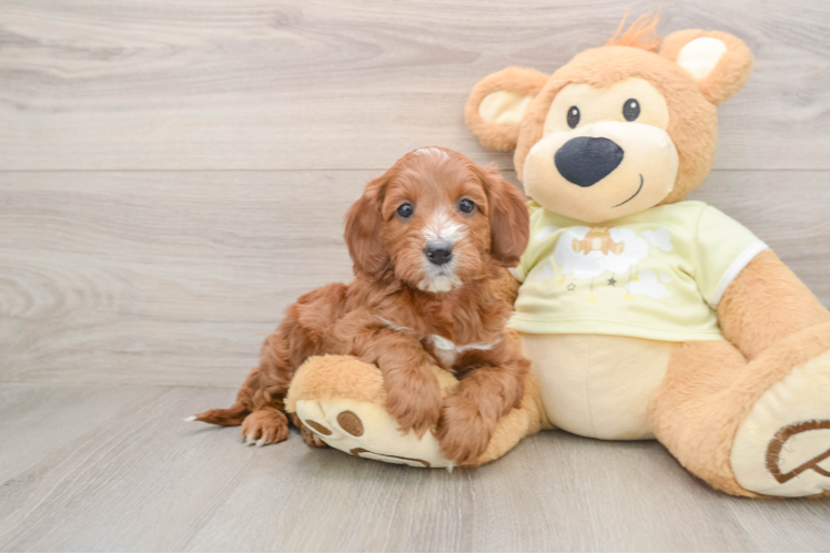 Popular Mini Irish Doodle Poodle Mix Pup