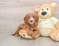 6 week old Mini Irish Doodle Puppy For Sale - Pilesgrove Pups