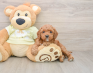 6 week old Mini Irish Doodle Puppy For Sale - Pilesgrove Pups