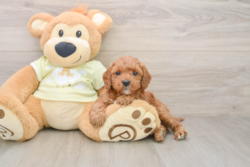 Best Mini Irish Doodle Baby