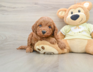 5 week old Mini Irish Doodle Puppy For Sale - Pilesgrove Pups