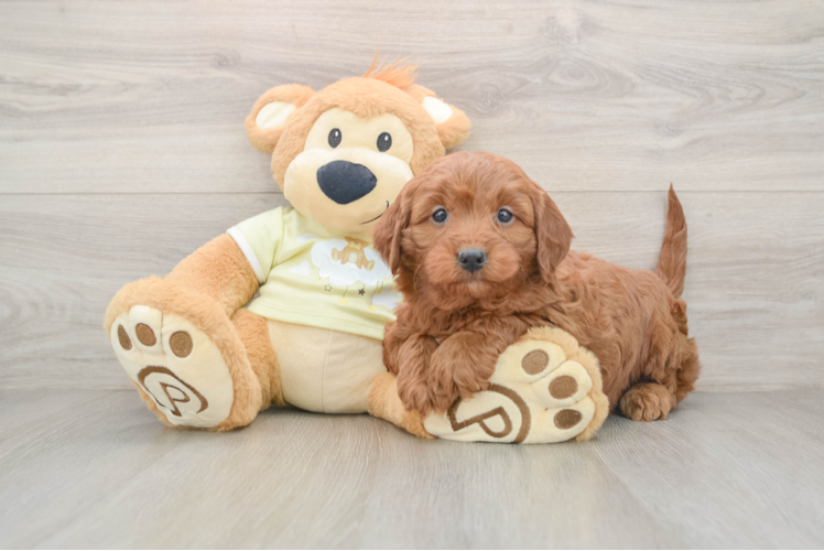 Mini Irish Doodle Puppy for Adoption