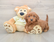 6 week old Mini Irish Doodle Puppy For Sale - Pilesgrove Pups