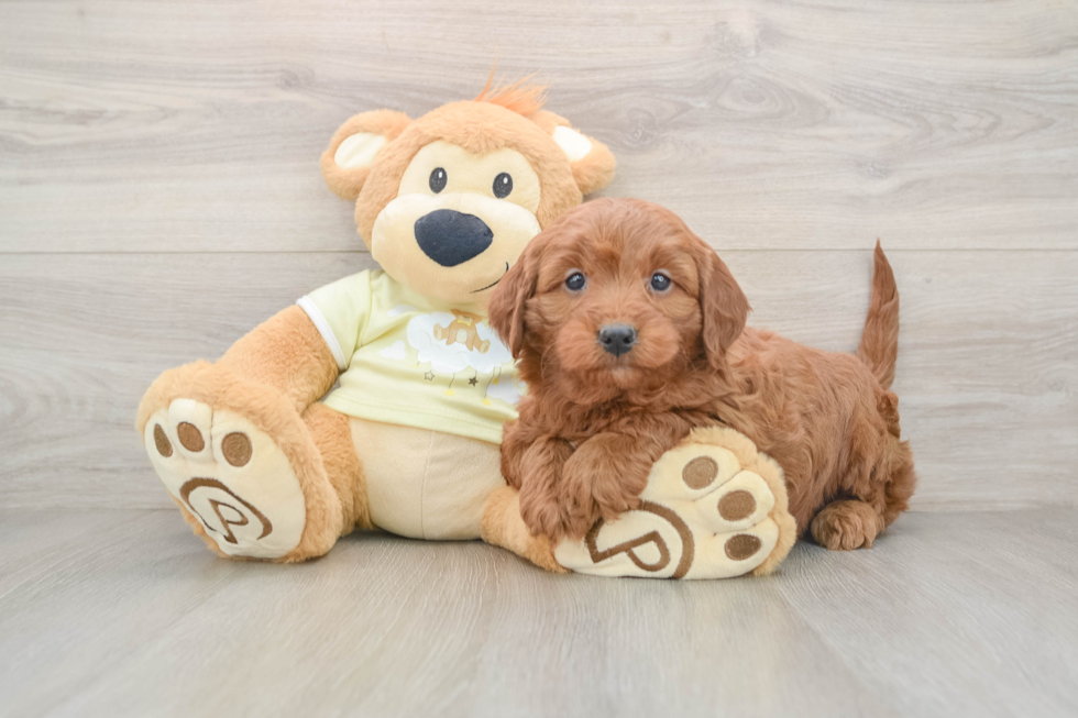 Mini Irish Doodle Puppy for Adoption