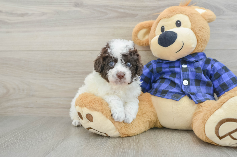 5 week old Mini Labradoodle Puppy For Sale - Pilesgrove Pups