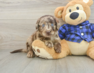 5 week old Mini Labradoodle Puppy For Sale - Pilesgrove Pups
