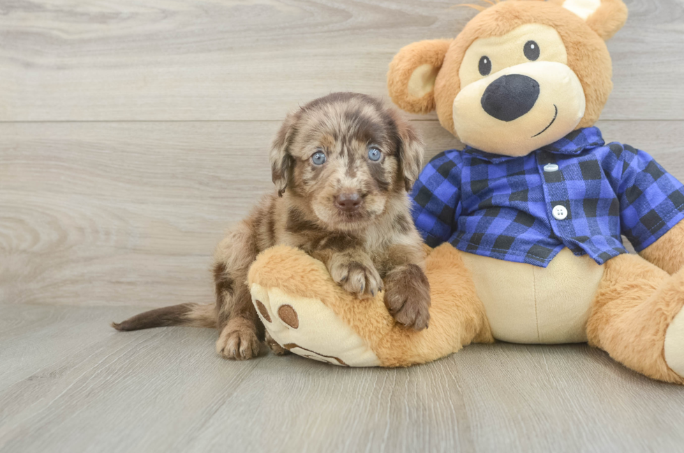 5 week old Mini Labradoodle Puppy For Sale - Pilesgrove Pups