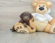 6 week old Mini Labradoodle Puppy For Sale - Pilesgrove Pups