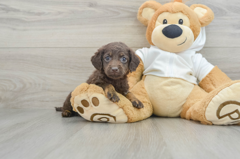 6 week old Mini Labradoodle Puppy For Sale - Pilesgrove Pups