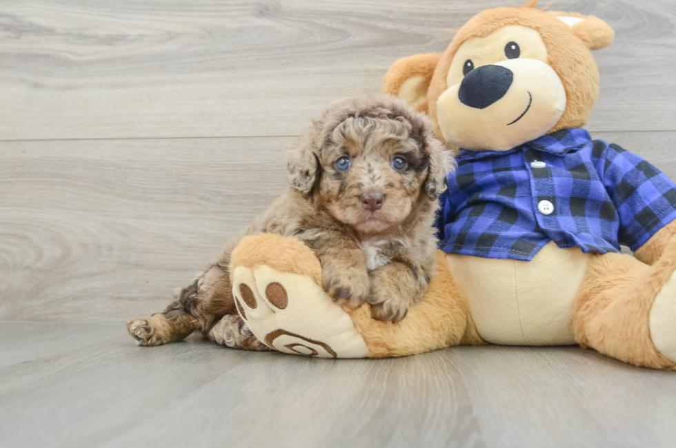 5 week old Mini Labradoodle Puppy For Sale - Pilesgrove Pups