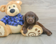 5 week old Mini Labradoodle Puppy For Sale - Pilesgrove Pups