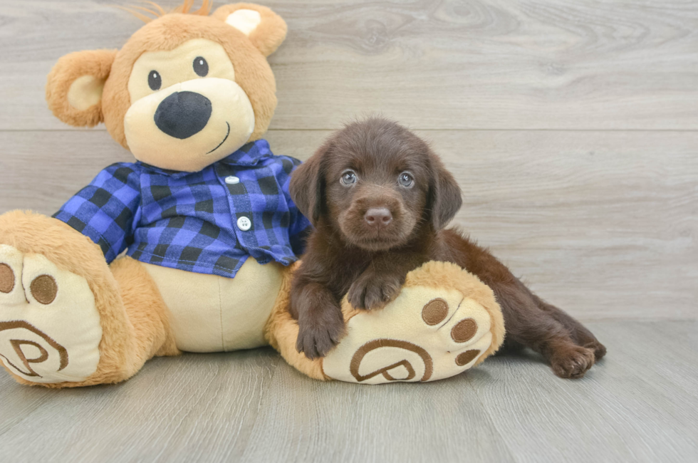 5 week old Mini Labradoodle Puppy For Sale - Pilesgrove Pups