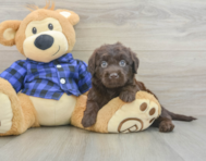 5 week old Mini Labradoodle Puppy For Sale - Pilesgrove Pups