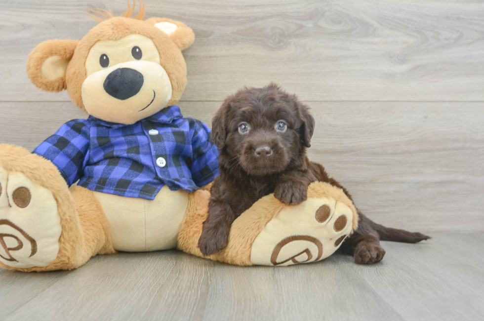 5 week old Mini Labradoodle Puppy For Sale - Pilesgrove Pups
