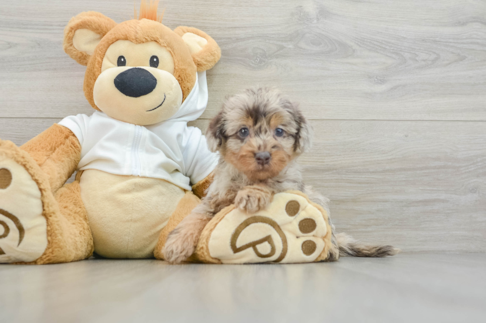 6 week old Mini Labradoodle Puppy For Sale - Pilesgrove Pups