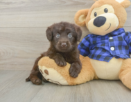6 week old Mini Labradoodle Puppy For Sale - Pilesgrove Pups