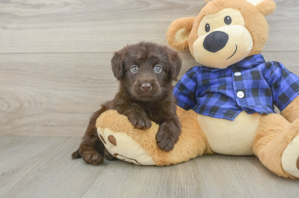 5 week old Mini Labradoodle Puppy For Sale - Pilesgrove Pups