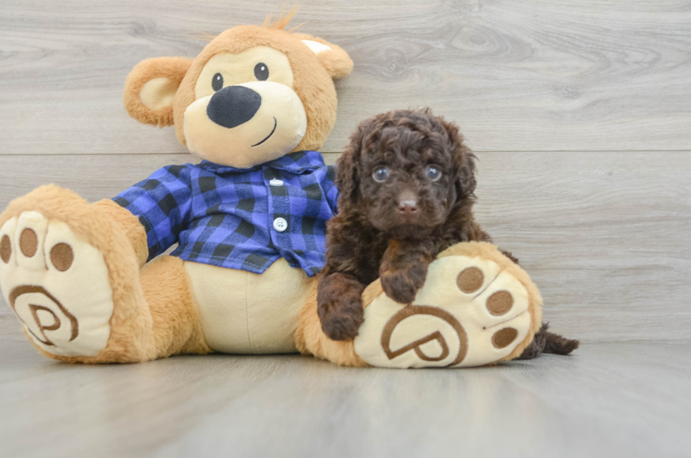 5 week old Mini Labradoodle Puppy For Sale - Pilesgrove Pups