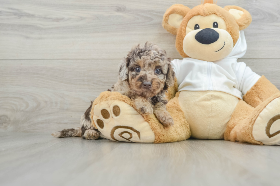 6 week old Mini Labradoodle Puppy For Sale - Pilesgrove Pups