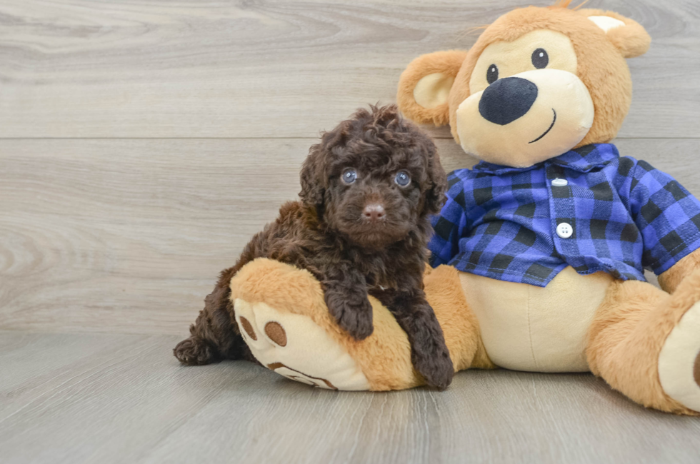 5 week old Mini Labradoodle Puppy For Sale - Pilesgrove Pups