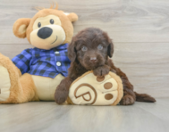 6 week old Mini Labradoodle Puppy For Sale - Pilesgrove Pups
