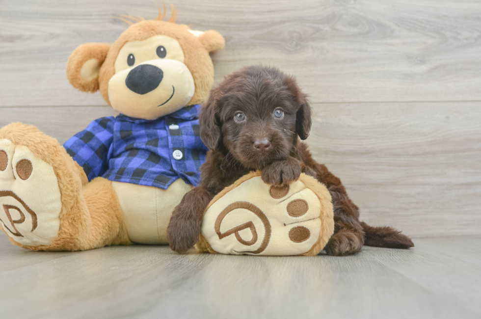 5 week old Mini Labradoodle Puppy For Sale - Pilesgrove Pups