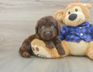5 week old Mini Labradoodle Puppy For Sale - Pilesgrove Pups