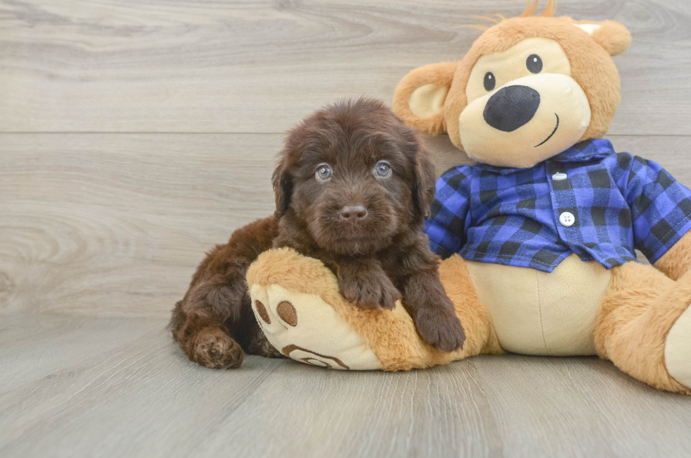 5 week old Mini Labradoodle Puppy For Sale - Pilesgrove Pups
