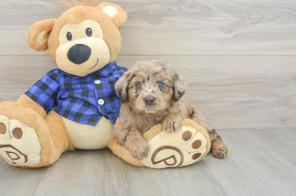 5 week old Mini Labradoodle Puppy For Sale - Pilesgrove Pups