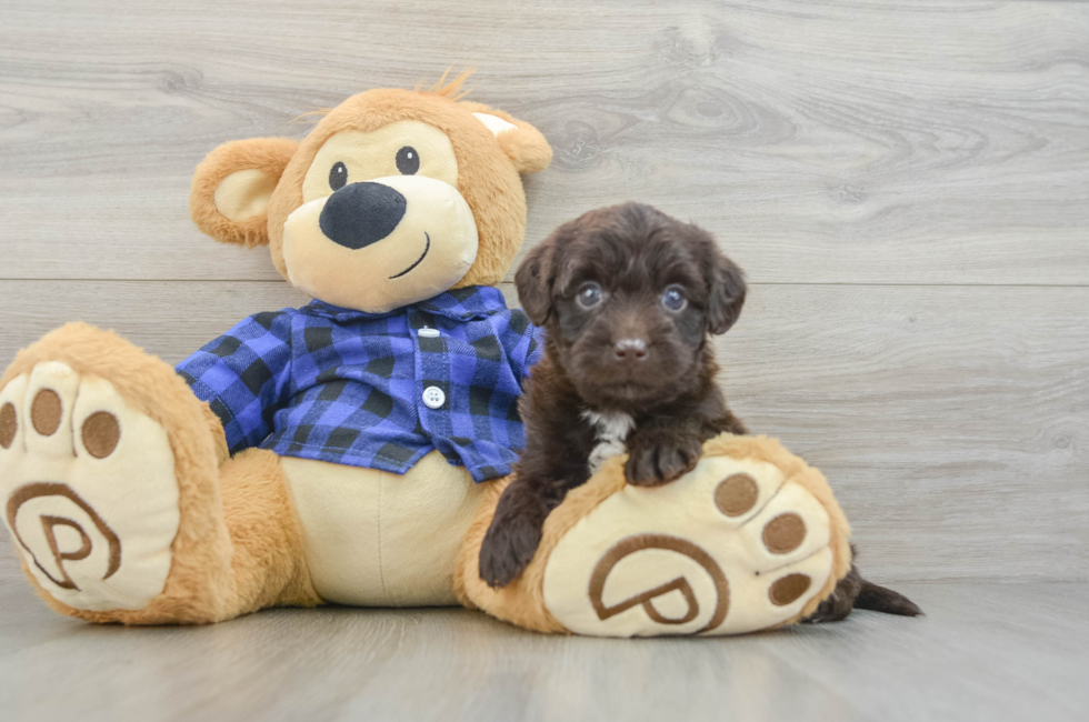 5 week old Mini Labradoodle Puppy For Sale - Pilesgrove Pups