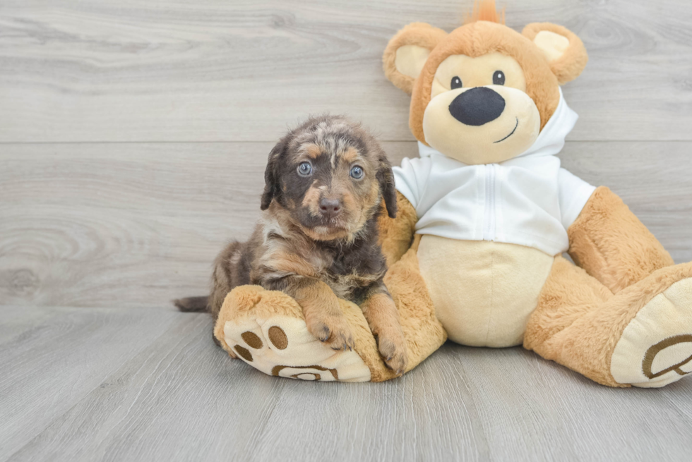 Mini Labradoodle Puppy for Adoption